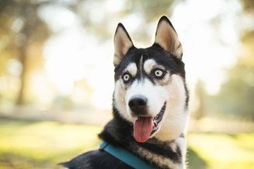Portrait of Siberian Husky in winter