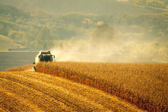 Harvester combine harvesting corn on summer day.