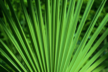 feuille de palmier en gros plan 