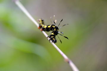 orange worm hair