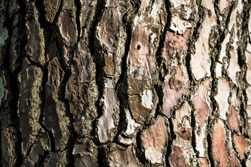 écorce d'arbre 