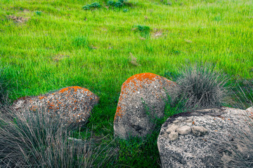 Cape Rush, exotic plant