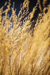 Obraz premium Yellow flowers at sunset.