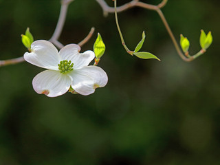 ハナミズキ　白い花
