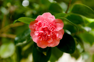 Beautiful pink camellia flower during spring