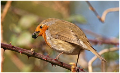 Robin Feeding