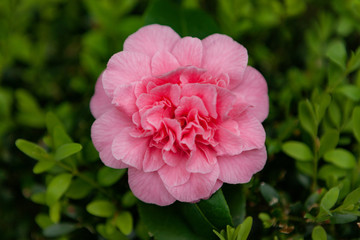 Beautiful pink camellia flower during spring