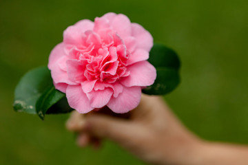 Beautiful pink camellia flower during spring