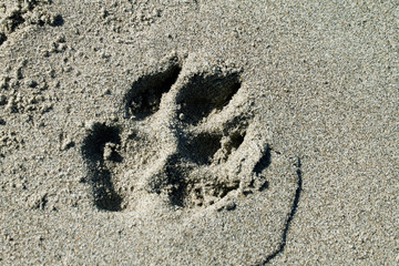 paw