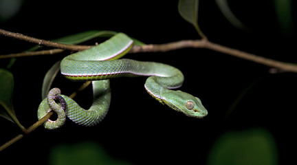 Beautiful green snake, Vogel's Green Pitviper, Trimeresurus [Viridovipera] vogeli