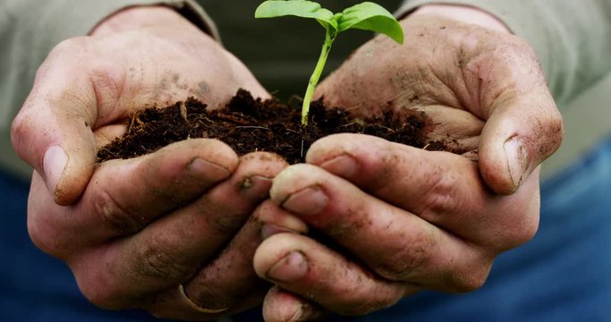 A man holds a biological sprout of life in his labor hands with the ground for planting, on a green background, concept: lifestyle, farming, ecology, bio, love, tradition, new life.