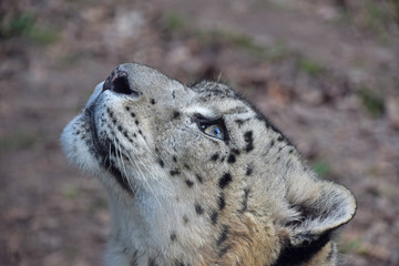Close up side portrait of snow leopard