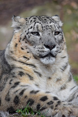Close up portrait of snow leopard