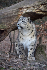 Snow leopard in forest