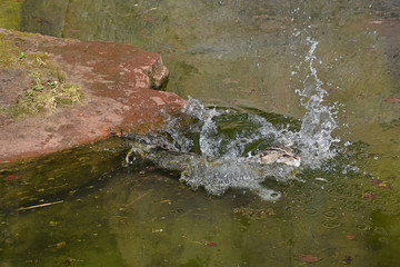 Fishing cat hunting and swimming in water