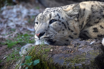 Close up portrait of snow leopard resting