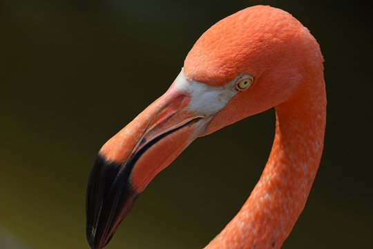 Fototapeta Close up side profile portrait of pink flamingo