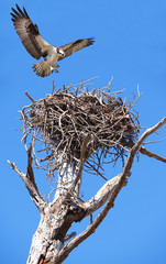 Naklejka premium Osprey Landing on It's Nest