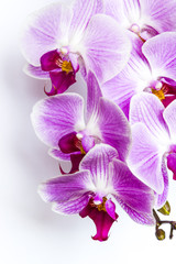 Violet-white orchid on white background. Detail of flower.