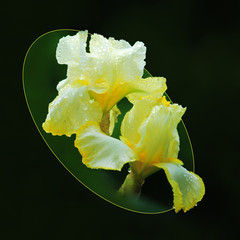 fleur iris jaune vert nature printemps jardin sublime  pluie isol&eacute; relief  entour&eacute; cadre carr&eacute; noir 