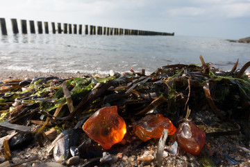 Bernstein Ostsee amber treasure