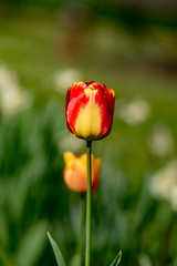 Einzelne Tulpe vor grünem Hintergrund