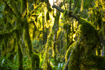 Boxwood mossy trees with sunlight