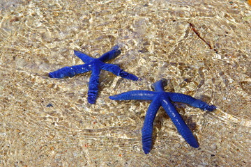 blue starfish, pair of blue star under the water on the rocks - 144866220