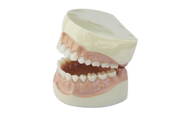Dentistry. Model teeth isolated white background..