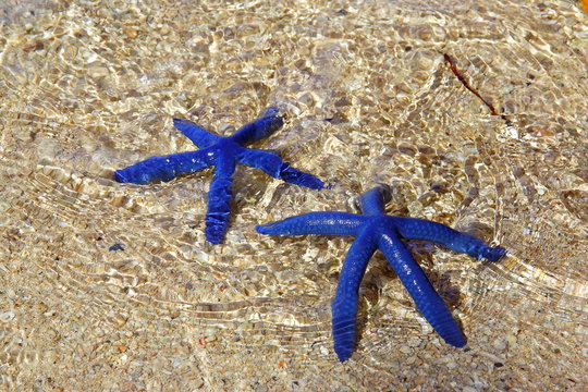 blue starfish, pair of blue star under the water on the rocks