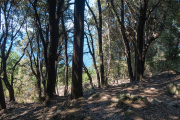 Naklejka premium Wanderweg in den Cinque Terre Italien