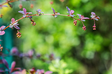 green blurred background framed with barberry (berberis) twig that is going to bloom
