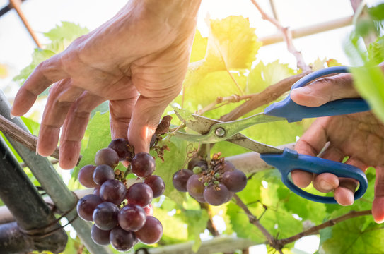 Harvester hands cutting ripe grapes on a vineyard. Farmer picking up the grapes during harvesting.