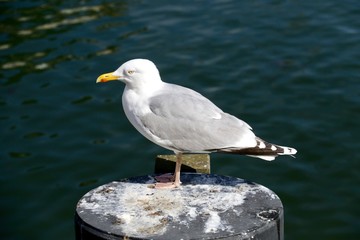 Silbermöwe
