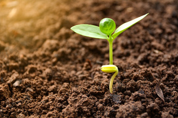Seedling and plant growing in soil on nature background