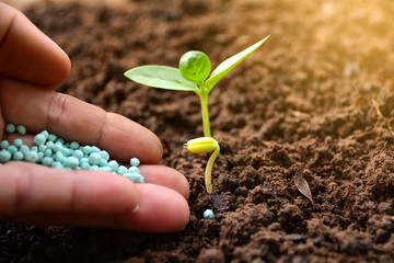 Seedling concept by human hand apply fertilizer young tree over green background