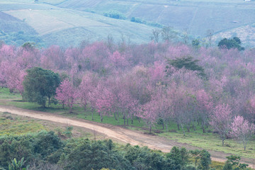 Wild himalayan cherry garden on the hill in  Thailand in the morning light.