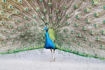 Fotobehang proud as a peacock © chungking
