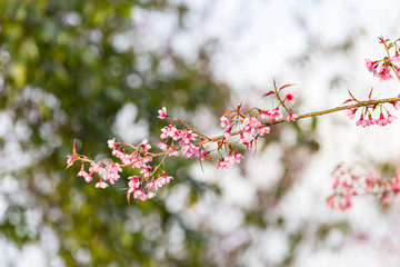 Wild himalayan cherry on tree in Thailand in the morning light.