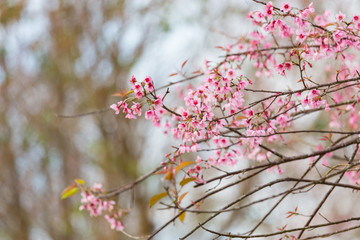 Wild himalayan cherry on tree in Thailand in the morning light.