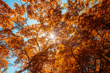 Spring Sun Shining Through Canopy Of Tall Trees Bamboo Woods. Su