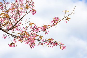 Wild himalayan cherry on tree in Thailand in the morning light.