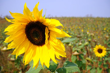 Sunflower on the field