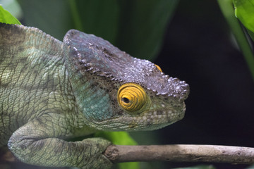 Chameleon with yellow lid