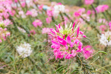Cleome flower or spider flower (Cleome spinosa) in beautiful garden.