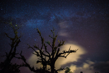 Night sky and star with dead tree