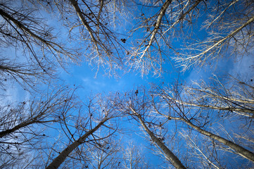 Forest with blue sky