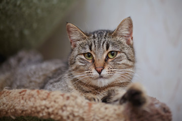 Portrait of the striped lying cat.