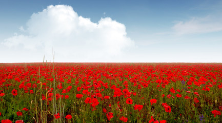 Field with poppy flowers