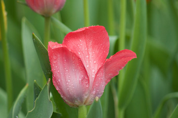 Tulips Red Single